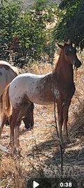 Cavalli di categoria e asino