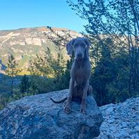 Weimaraner per monte