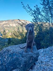 Weimaraner per monte