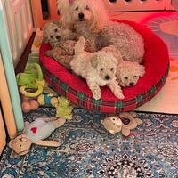 3 Cuccioli di barboncino disponibili