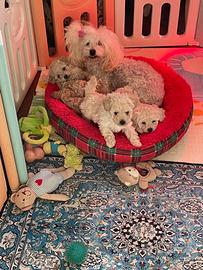 3 Cuccioli di barboncino disponibili