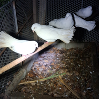 Colombe Pavoncelle Bianche