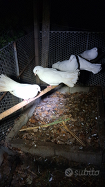 Colombe Pavoncelle Bianche