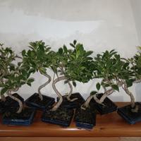 bonsai ficus retusa 