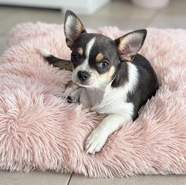Chihuahua Tricolor Pedigree ENCI