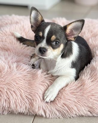 Chihuahua Tricolor Pedigree ENCI