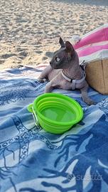 Splendida Elf Sphynx di 4 anni