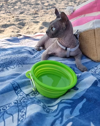 Splendida Elf Sphynx di 4 anni