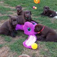 Labrador Retriever cuccioli con Pedigree Italiano