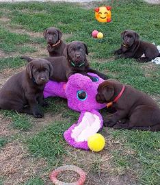 Labrador Retriever cuccioli con Pedigree Italiano