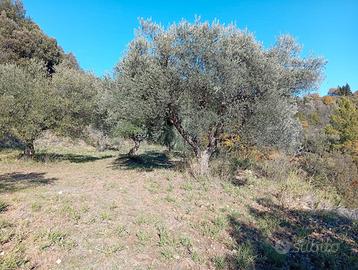 Terreno uliveto autoctono Piante plurisecolari