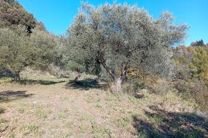 Terreno uliveto autoctono Piante plurisecolari
