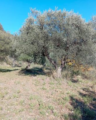 Terreno uliveto autoctono Piante plurisecolari