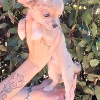 Chihuahua merle