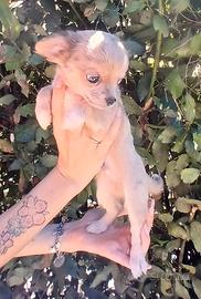 Chihuahua merle