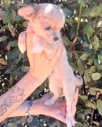 Chihuahua merle