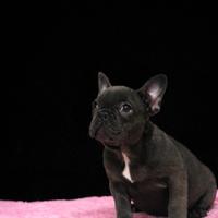 Cucciola di bouledogue francese