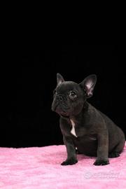 Cucciola di bouledogue francese