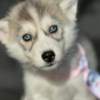 Husky con pedigree ENCI