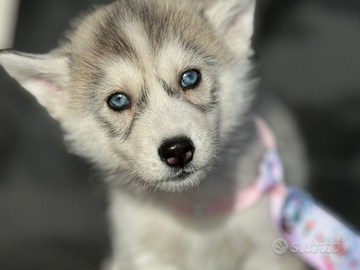 Husky con pedigree ENCI