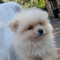 Yuki volpino della Pomerania