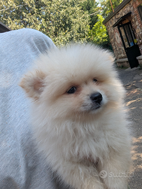 Yuki volpino della Pomerania