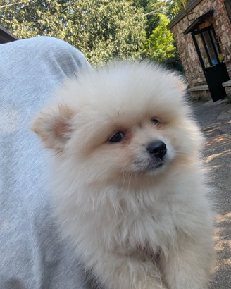 Yuki volpino della Pomerania