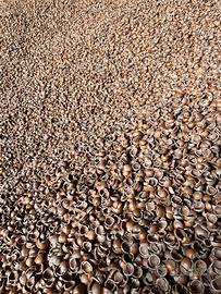 Gusci di nocciola