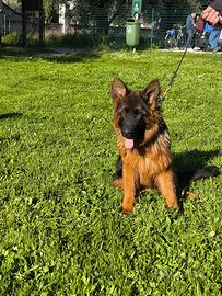 Pastore tedesco femmina