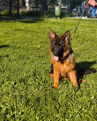 Pastore tedesco femmina