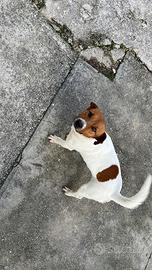 Jack Russell X monte
