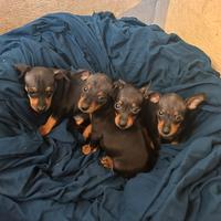 Cuccioli di pinscher Nano