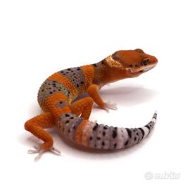 Geco leopardino