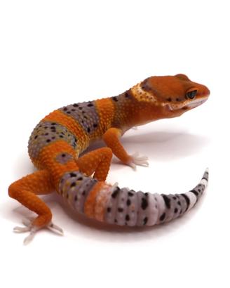 Geco leopardino