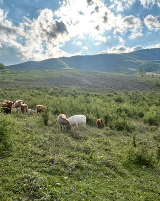 Vitelli