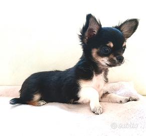 Chihuahua femmina con pedigree