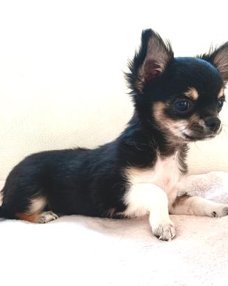 Chihuahua femmina con pedigree