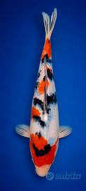 Carpa koi Jumbo Tosai Sanke