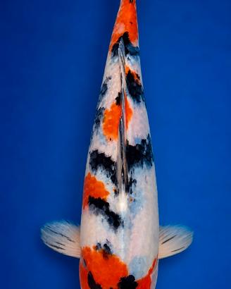 Carpa koi Jumbo Tosai Sanke