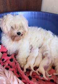 Maltese