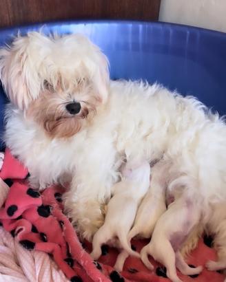 Maltese