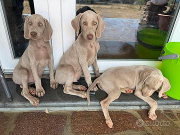 3 cuccioli di Weimaraner