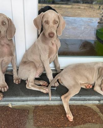 3 cuccioli di Weimaraner