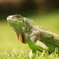 Iguane verdi