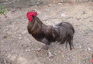Coppia australop