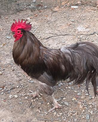 Coppia australop