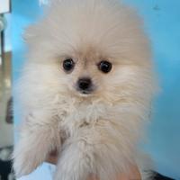 Spitz Pomerania mini toy