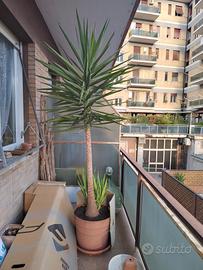 YUCCA Aloifolia