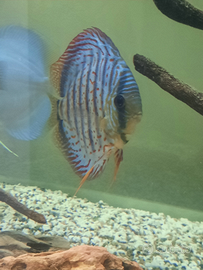 Discus turchese leopard 15-16 cm