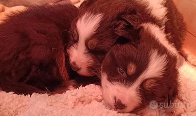 Australian Shepherd cucciola